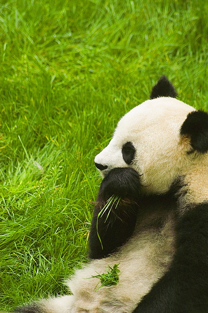 Close-up of a panda (Alluropoda melanoleuca) eating grass