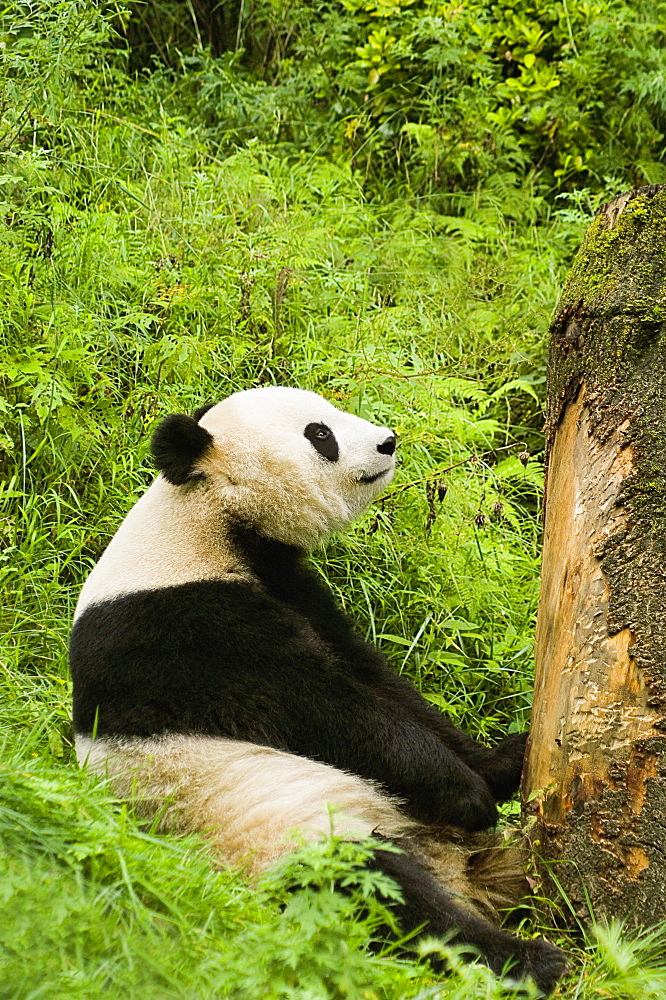 Close-up of a panda (Alluropoda melanoleuca) sitting in a forest