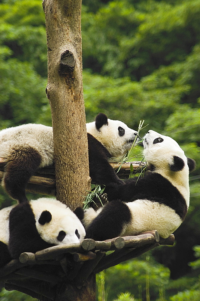 Three pandas (Alluropoda melanoleuca) resting on a tree trunk