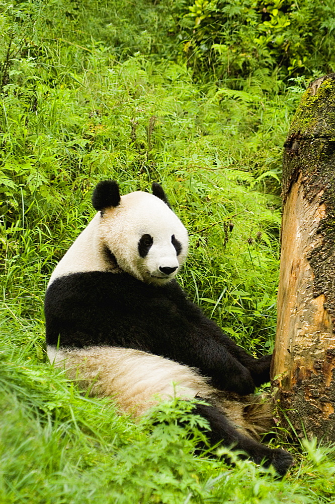 Close-up of a panda (Alluropoda melanoleuca) sitting in a forest