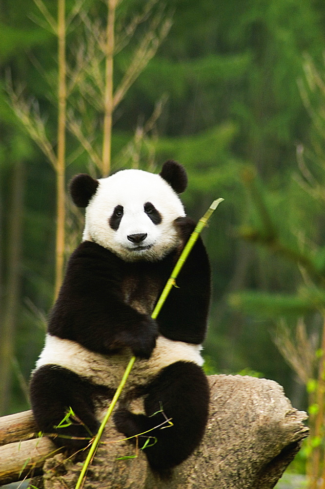 Close-up of a panda (Alluropoda melanoleuca) holding a stick