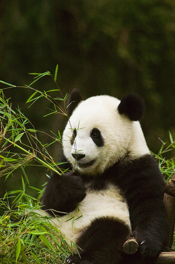 Close-up of a panda (Alluropoda melanoleuca) holding bamboo plant