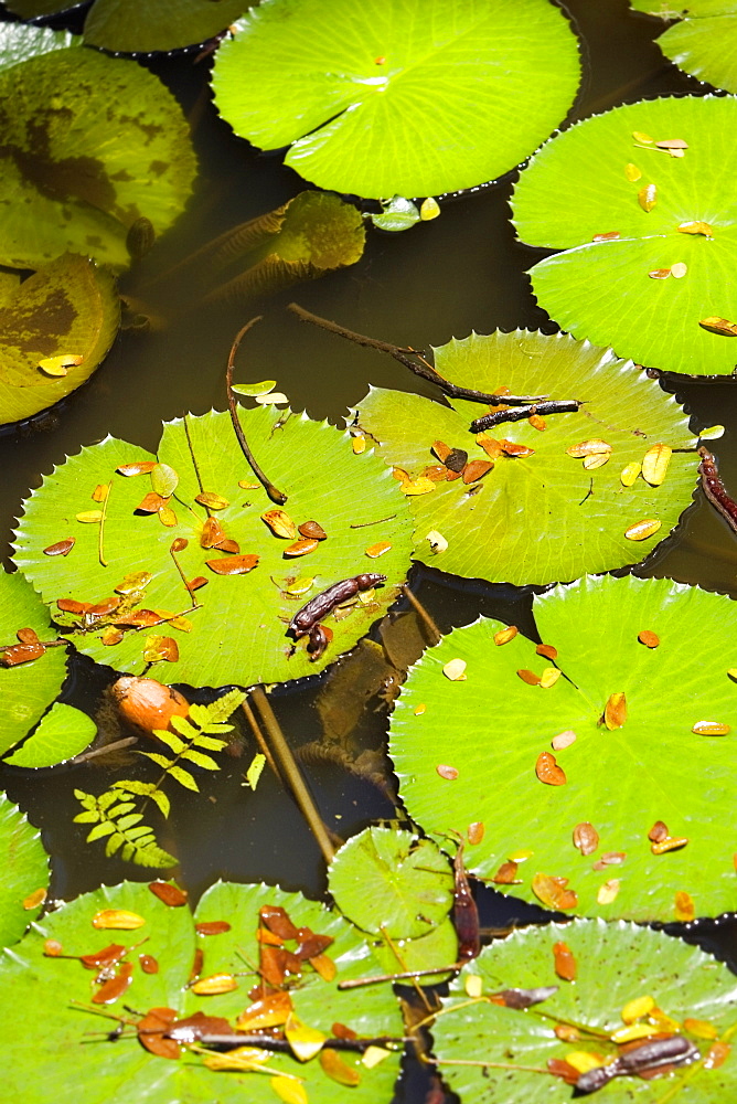 Lily pad in a pond, Hawaii Tropical Botanical Garden, Hilo, Big Island, Hawaii Islands, USA