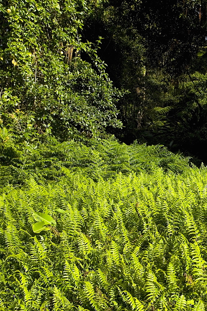 Ferns in a forest, Akaka Falls State Park, Hilo, Big Island, Hawaii Islands, USA