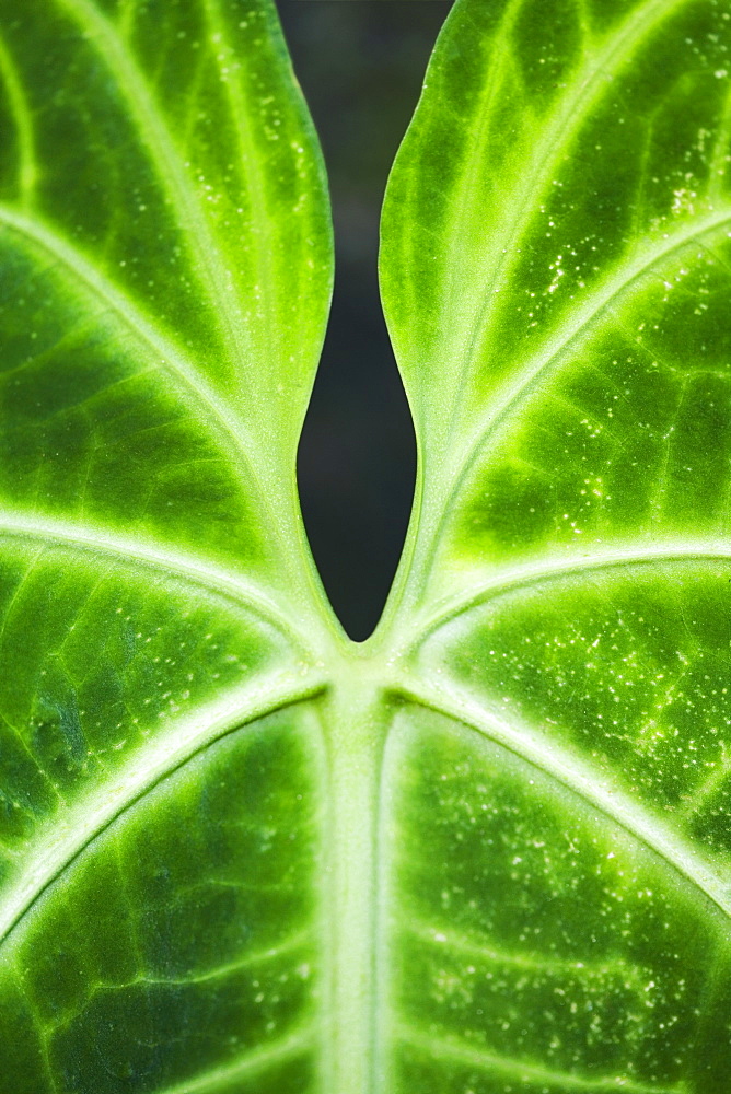 Close-up of a green leaf in a botanical garden, Hawaii Tropical Botanical Garden, Hilo, Big Island, Hawaii Islands, USA