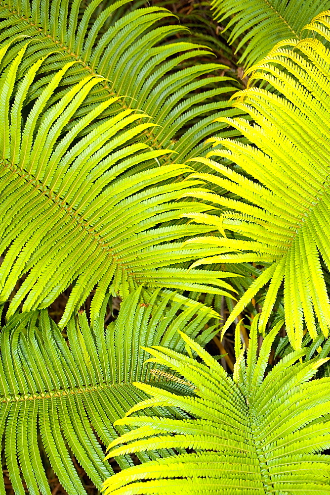 Close-up of leaves, Hawaii Volcanoes National Park, Big Island, Hawaii Islands, USA