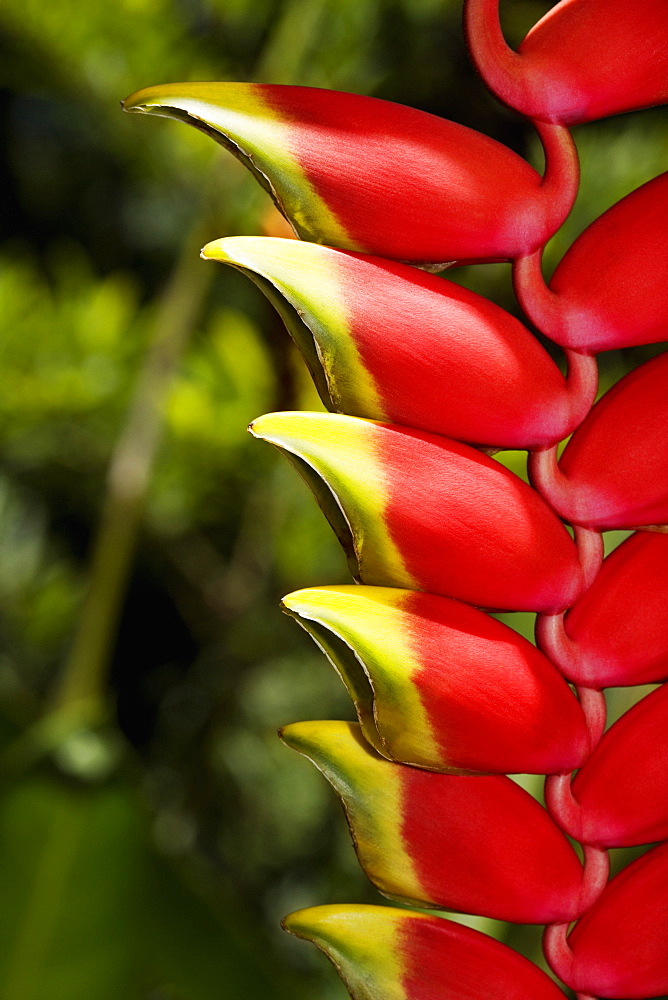 Close-up of a bunch of red flowers in a botanical garden, Hawaii Tropical Botanical Garden, Hilo, Big Island, Hawaii Islands, USA