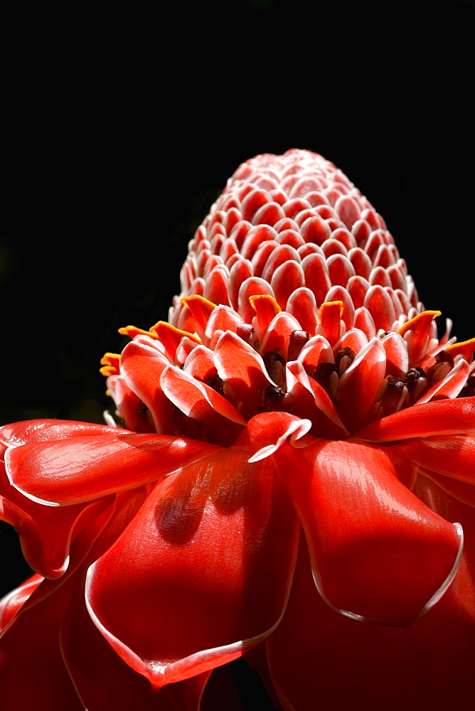 Close-up of a flower in a botanical garden, Hawaii Tropical Botanical Garden, Hilo, Big Island, Hawaii Islands, USA