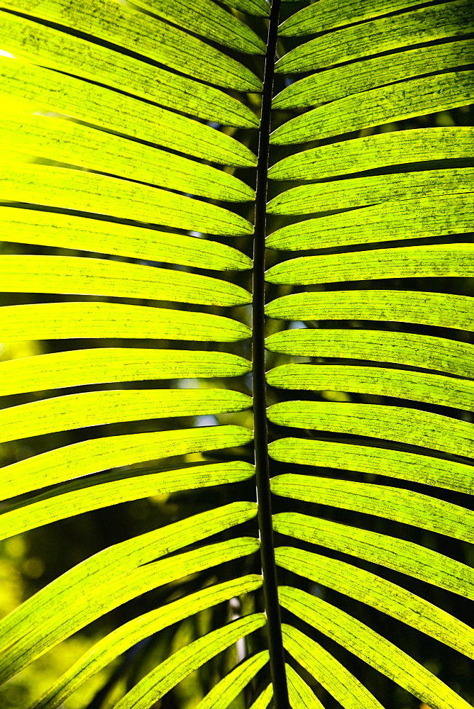 Close-up of a palm leaf in a botanical garden, Hawaii Tropical Botanical Garden, Hilo, Big Island, Hawaii Islands, USA