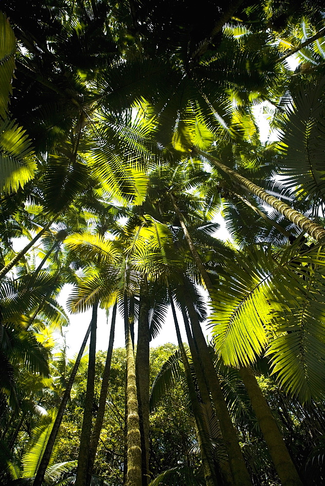 Low angle view of palm trees in a botanical garden, Hawaii Tropical Botanical Garden, Hilo, Big Island, Hawaii Islands, USA