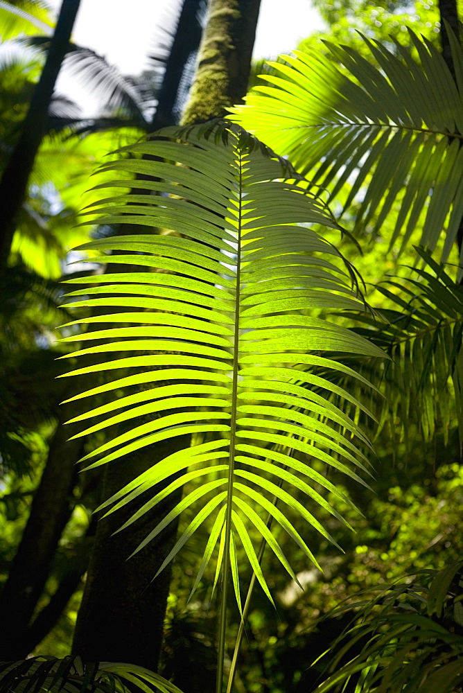 Close-up of a palm leaf in a botanical garden, Hawaii Tropical Botanical Garden, Hilo, Big Island, Hawaii Islands, USA