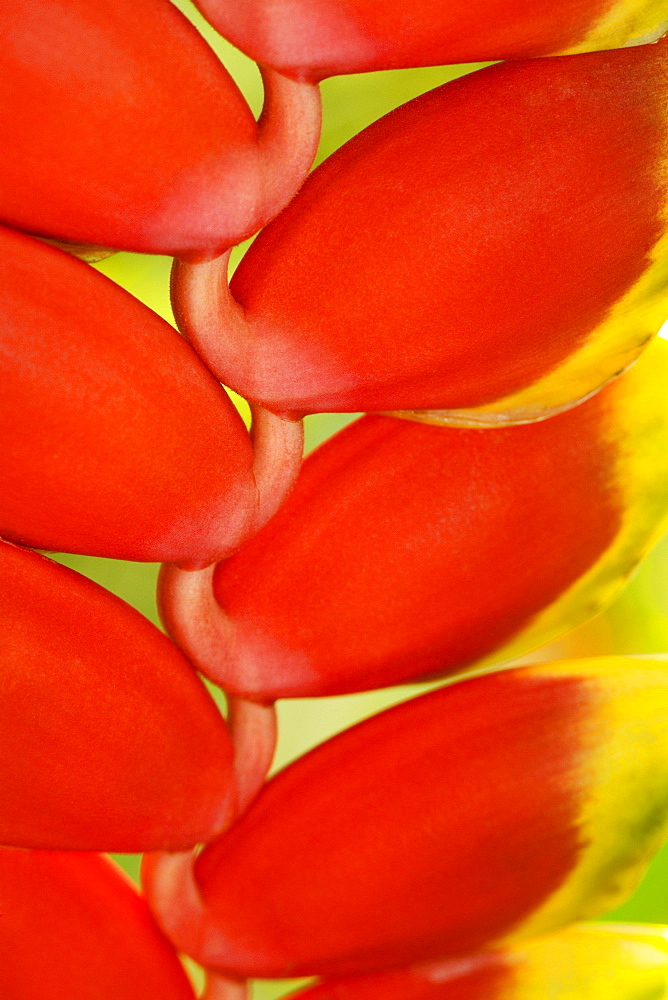 Close-up of a bunch of red flowers in a botanical garden, Hawaii Tropical Botanical Garden, Hilo, Big Island, Hawaii Islands, USA