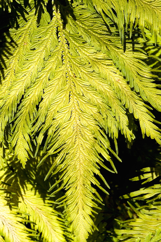 Close-up of green leaves in a botanical garden, Hawaii Tropical Botanical Garden, Hilo, Big Island, Hawaii Islands, USA