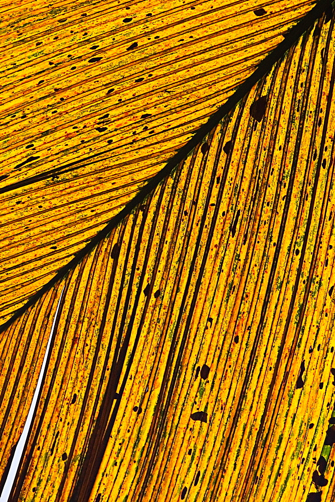 Close-up of a dry leaf in a botanical garden, Hawaii Tropical Botanical Garden, Hilo, Big Island, Hawaii Islands, USA