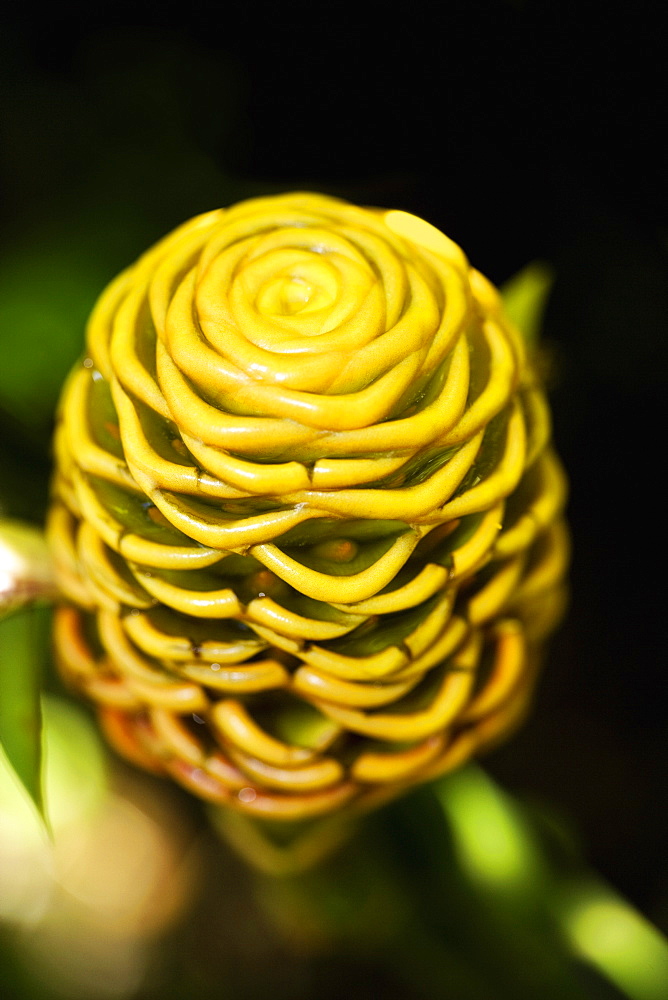 Close-up of a flower in a botanical garden, Hawaii Tropical Botanical Garden, Hilo, Big Island, Hawaii Islands, USA