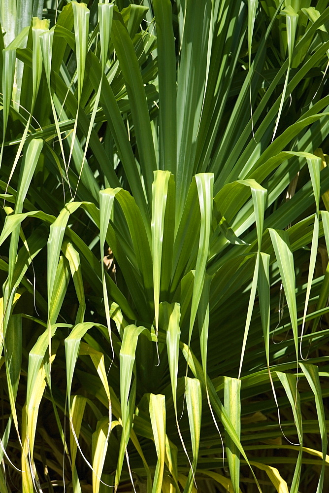 Close-up of plants, Liliuokalani Park And Gardens, Hilo, Hawaii Islands, USA