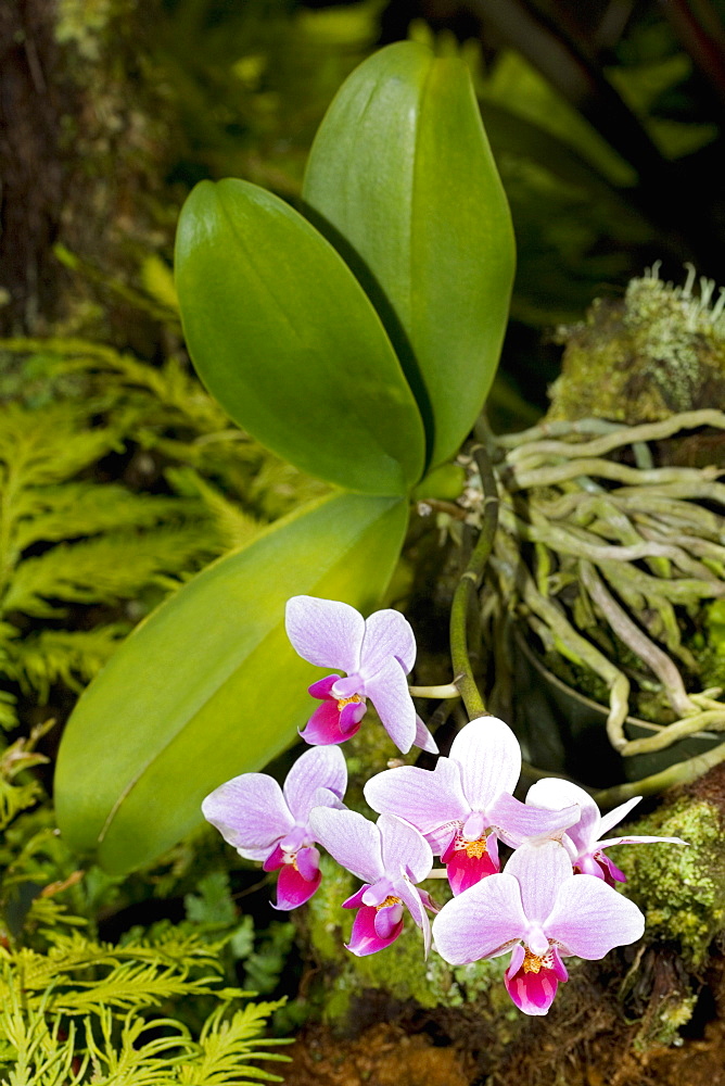 Close-up of flowers in a botanical garden, Hawaii Tropical Botanical Garden, Hilo, Big Island, Hawaii Islands, USA