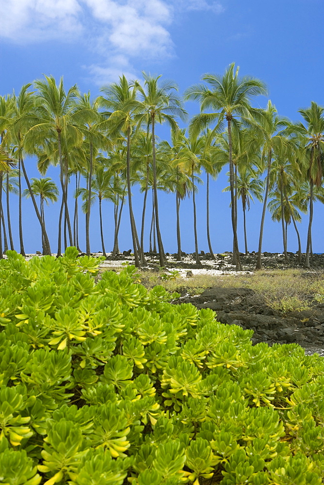 Palm trees on the coast, Puuhonua O Honaunau National Historical Park, Kona Coast, Big Island, Hawaii Islands, USA