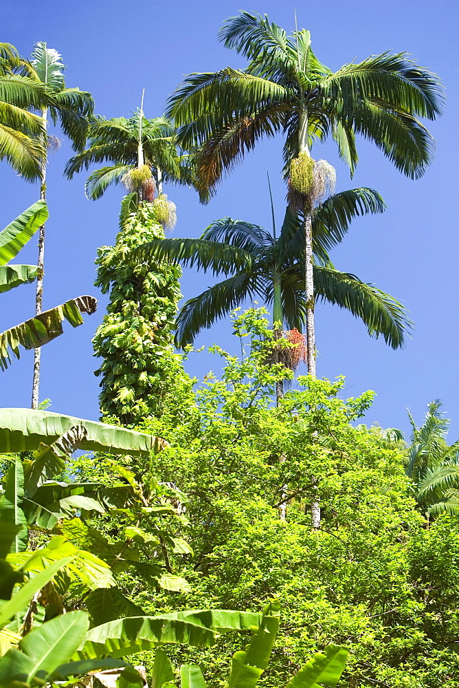 Trees in a forest, Hawaii Tropical Botanical Garden, Hilo, Big Island, Hawaii Islands, USA