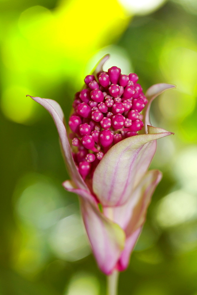 Close-up of a flower, Hawaii Tropical Botanical Garden, Hilo, Big Island, Hawaii Islands, USA