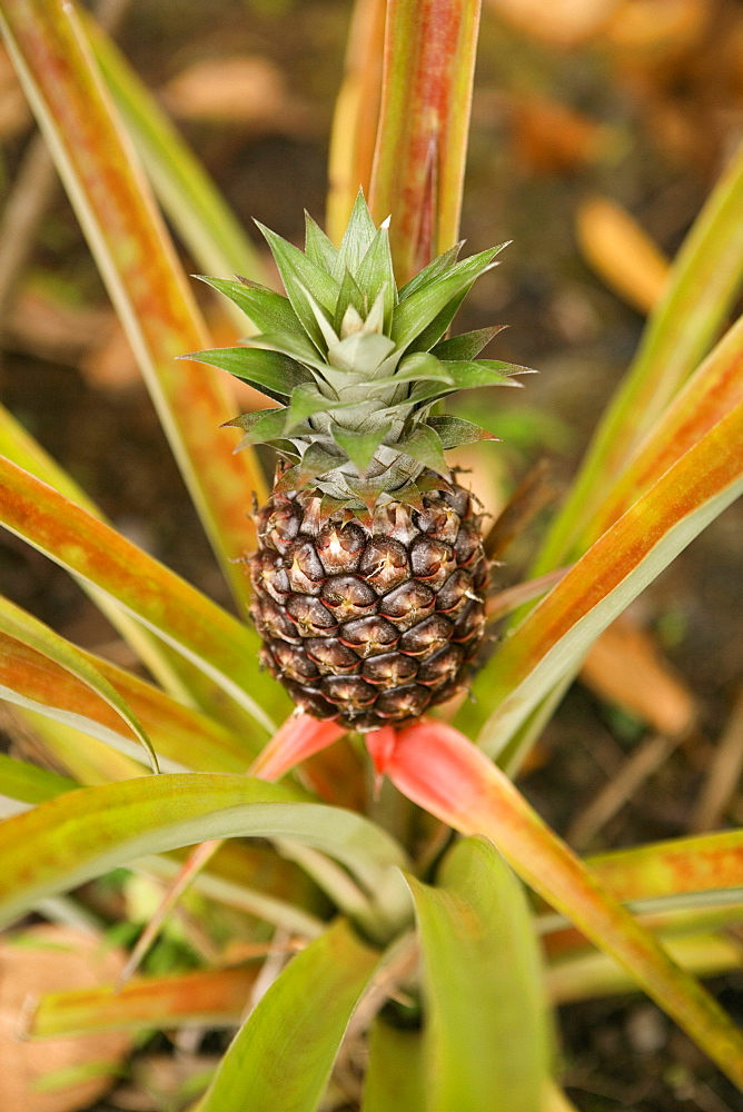 Close-up of a pineapple plant in a botanical garden, Hawaii Tropical Botanical Garden, Hilo, Big Island, Hawaii Islands, USA