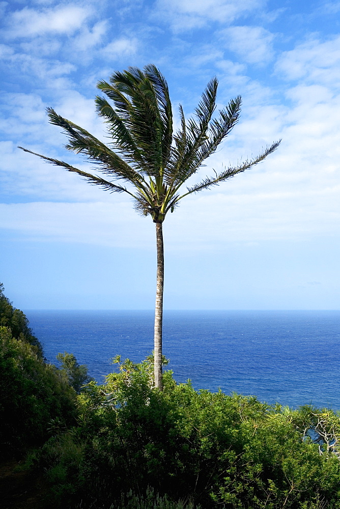 Palm tree swaying on the beach, Pololu Valley, Kohala, Big Island, Hawaii Islands, USA