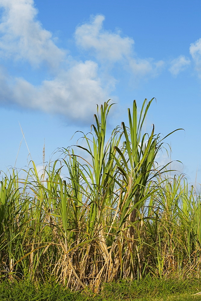 Sugar cane in a field, Hawaii Islands, USA