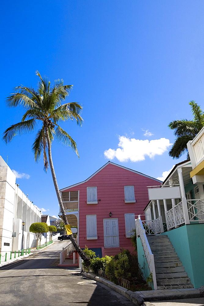 Palm tree at the roadside, Nassau, Bahamas