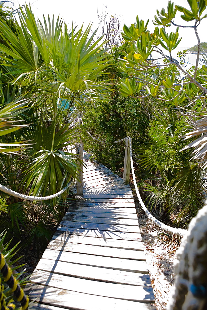 Plants along a boardwalk, Exuma, Bahamas