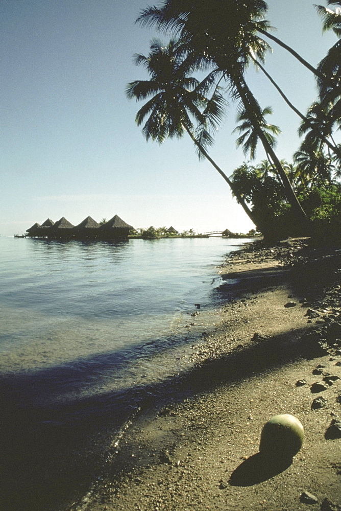 High angle view of a coconut on the beach, Papeete, Tahiti, Society Islands, French Polynesia