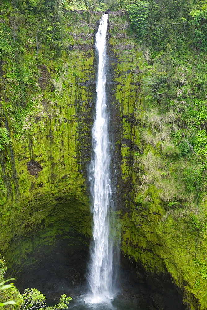 Waterfall in a forest, Akaka Falls, Akaka Falls State Park, Hilo, Big Island, Hawaii Islands, USA