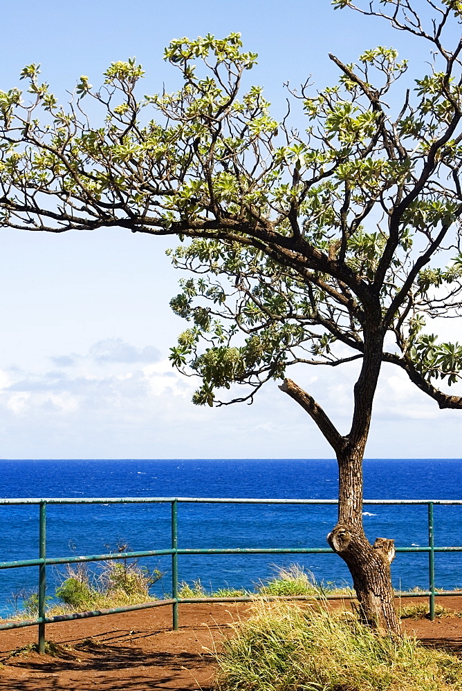 Tree on the beach, Hookipa Beach, Maui, Hawaii Islands, USA