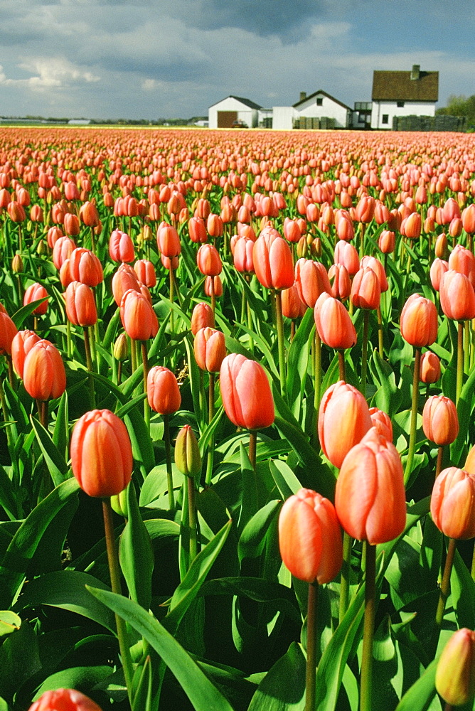 Field of pink tulip flowers, Sassenheim, Netherlands