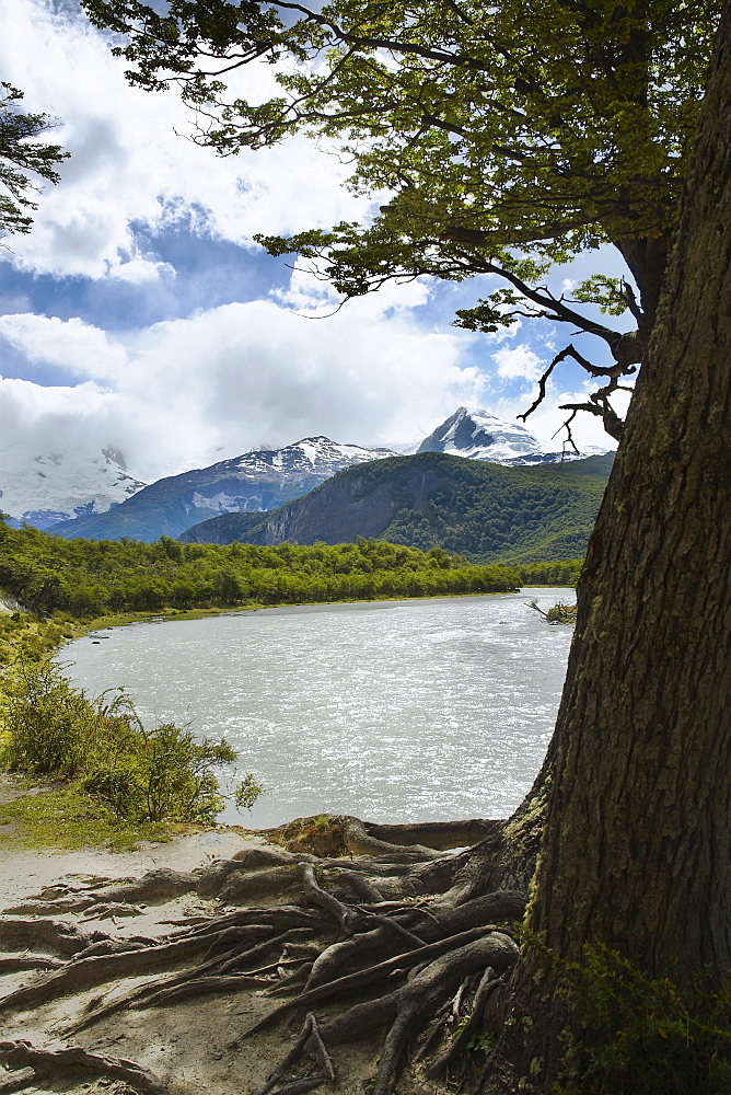 Trees at the lakeside with mountains in the background, Lake Argentino, Argentine Glaciers National Park, Patagonia, Argentina