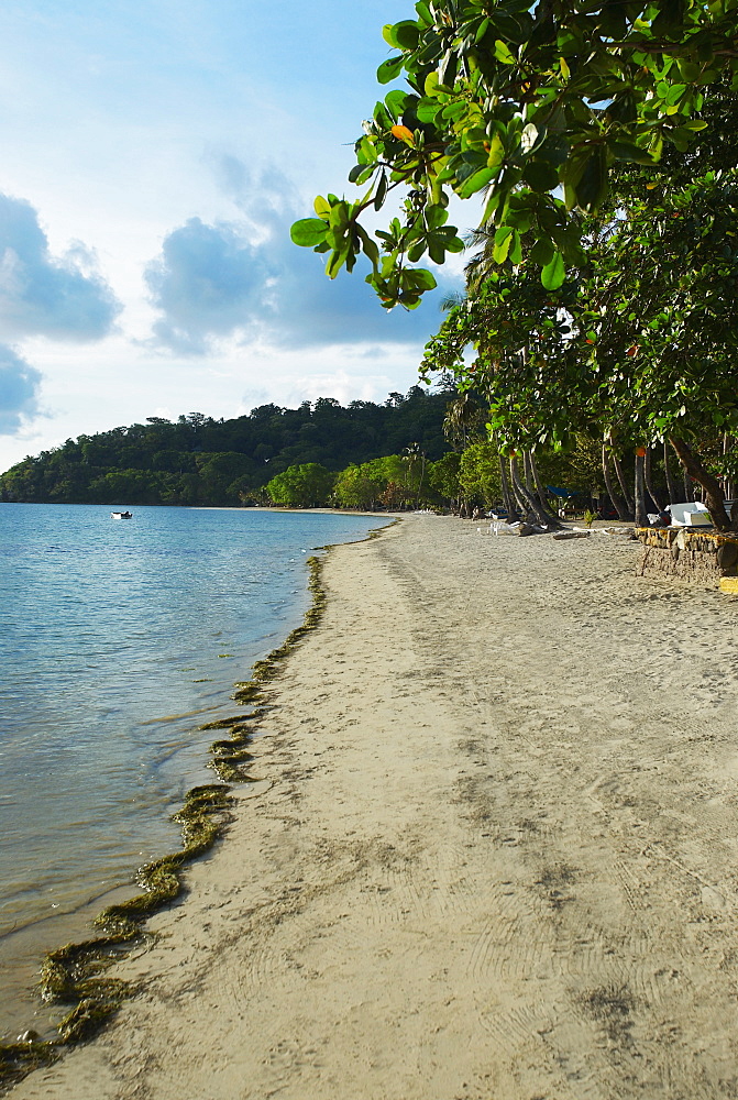 Trees on the beach, South West Bay, Providencia, Providencia y Santa Catalina, San Andres y Providencia Department, Colombia