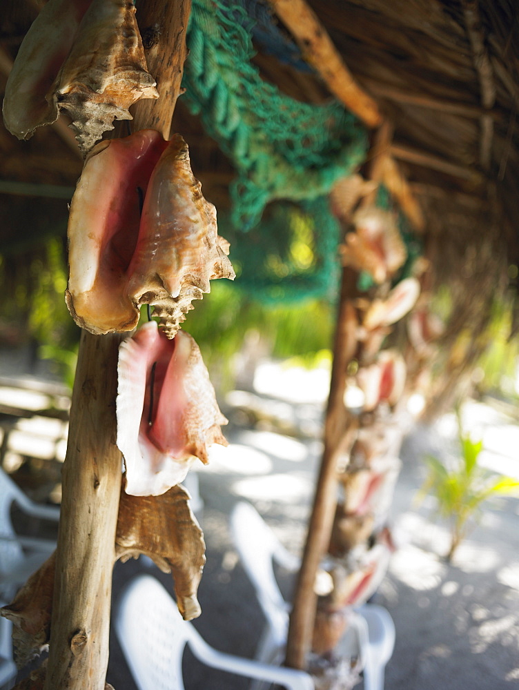 Close-up of conch shells hanging on a wooden pole, Providencia, Providencia y Santa Catalina, San Andres y Providencia Department, Colombia