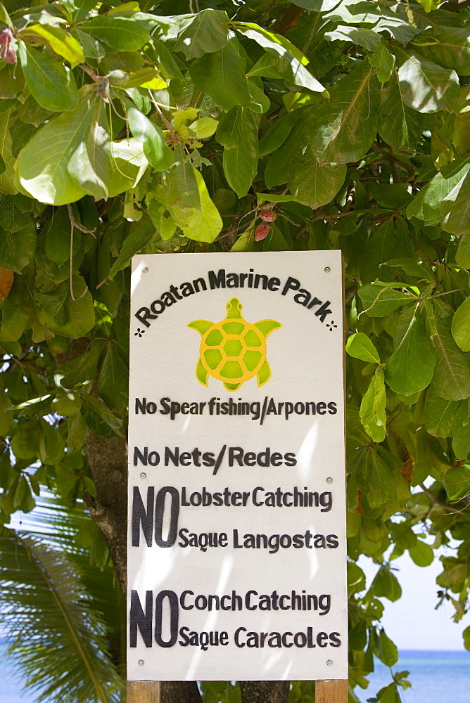 Information board hanging on a tree, West End, Roatan, Bay Islands, Honduras