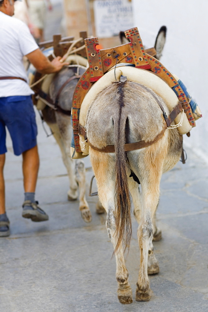 Rear view of donkeys on a street, Rhodes, Dodecanese Islands, Greece