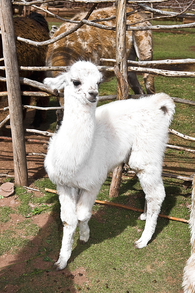 Close-up of a young alpaca, Aguana Cancha, Puno, Peru