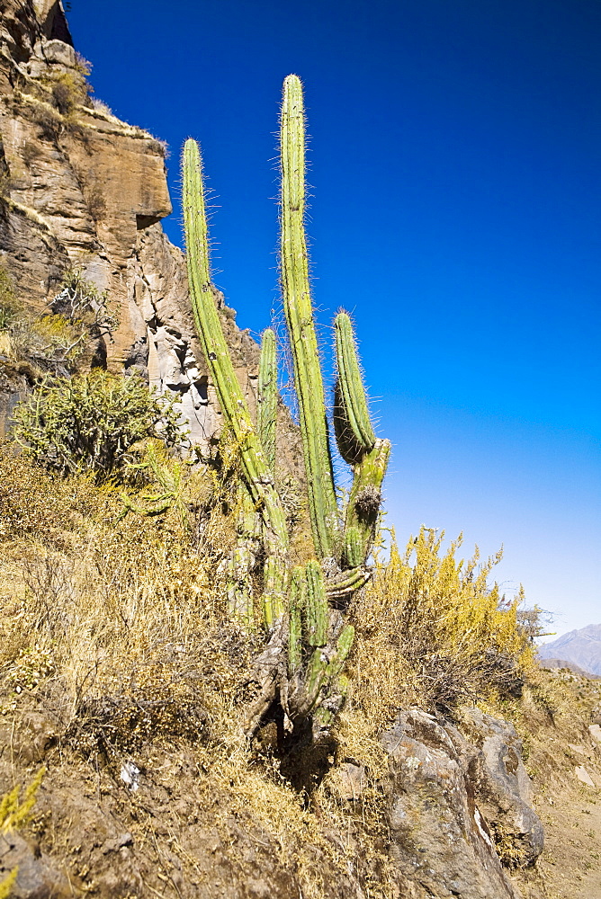 Cactus plant on a cliff, Colca Canyon, Peru