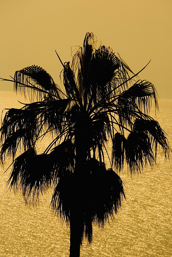 Silhouette of a tree, Italian Riviera, Liguria, Italy