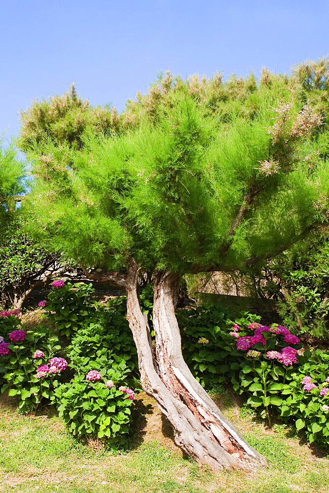 Trees and plants in a garden, Biarritz, Basque Country, Pyrenees-Atlantiques, Aquitaine, France