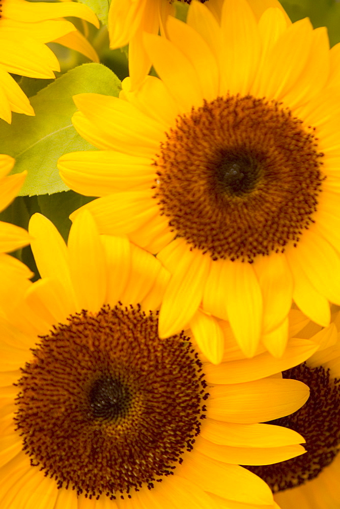 Close-up of sunflower, Cinque Terre National Park, La Spezia, Liguria, Italy