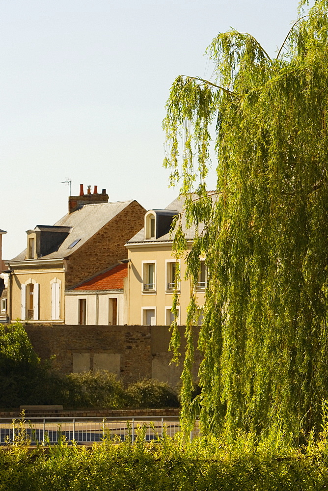 Tree in front of a medieval house, Le Mans, Sarthe, Pays-de-la-Loire, France