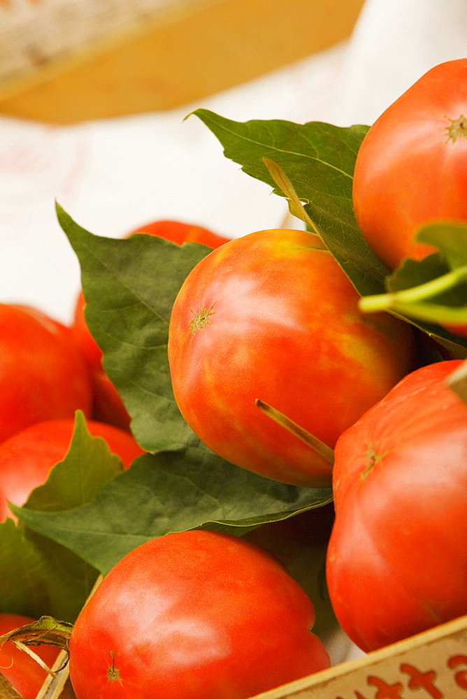 Close-up of tomatoes, Sorrento, Sorrentine Peninsula, Naples Province, Campania, Italy