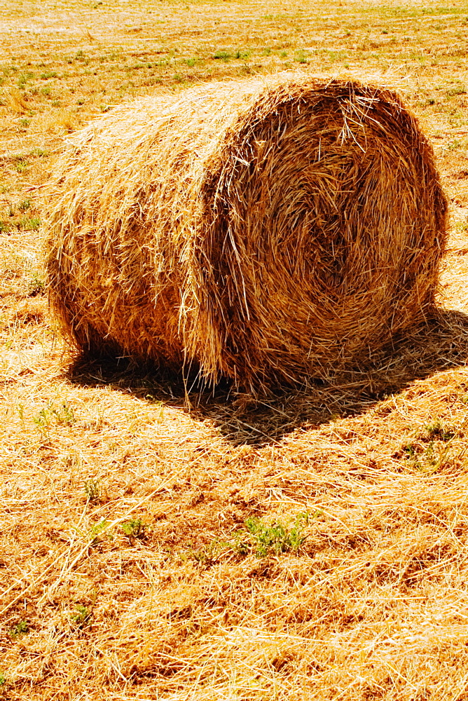 Hay bale in a field, Siena Province, Tuscany, Italy