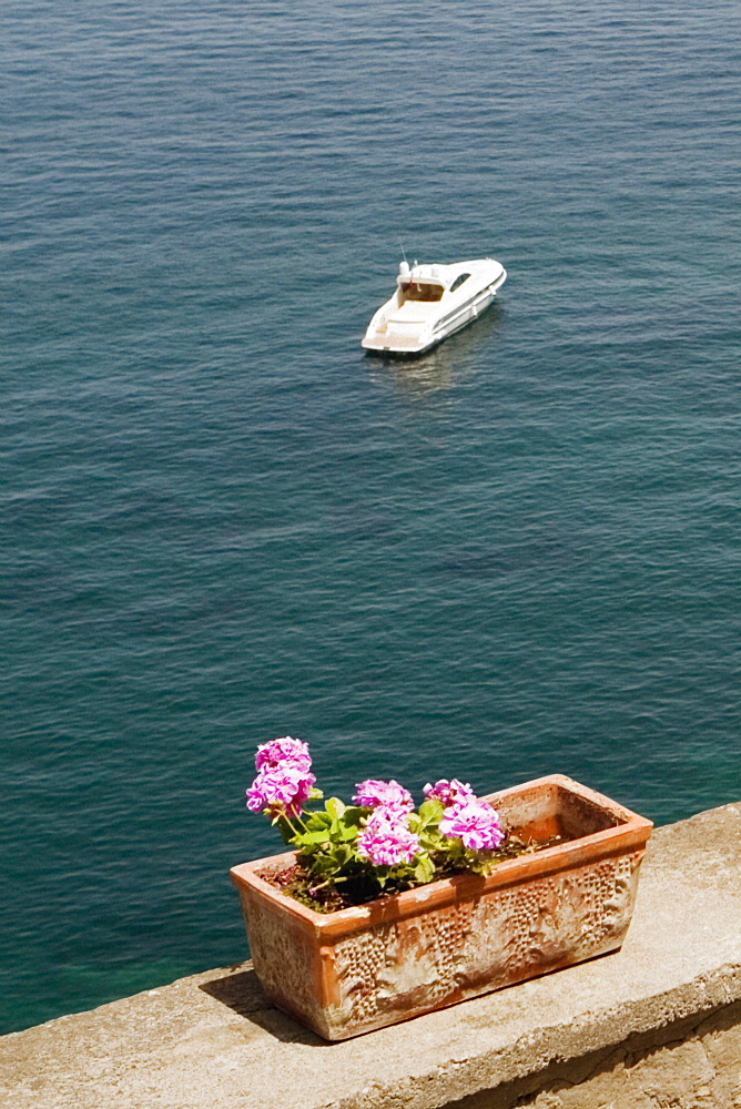 Potted plant at seaside with a tourboat in the background, Bay of Naples, Sorrento, Sorrentine Peninsula, Naples Province, Campania, Italy