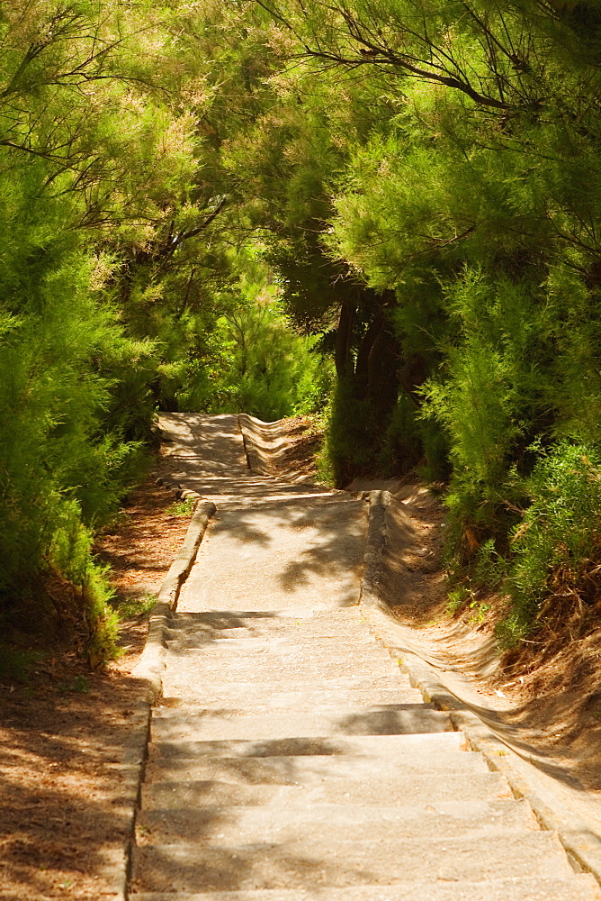 Trees at the both sides of a staircase, Biarritz, Basque Country, Pyrenees-Atlantiques, Aquitaine, France