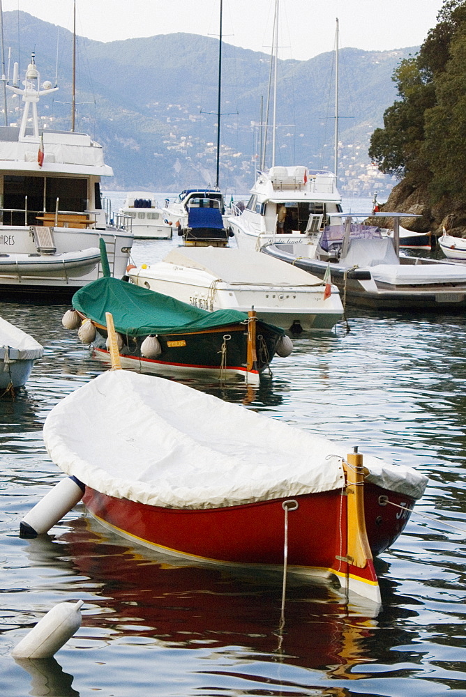 Boats moored at a harbor, Italian Riviera, Portofino, Genoa, Liguria, Italy