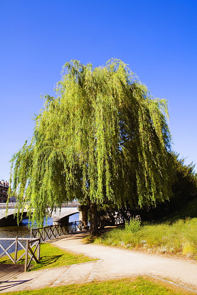 Tree at the riverside, Sarthe River, Pont Yssoir, Le Mans, Sarthe, France